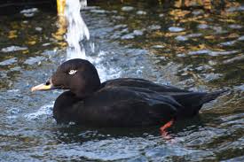 Attēlu rezultāti vaicājumam “Melanitta fusca”