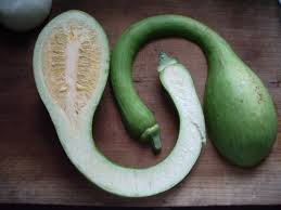 Image result for tromboncino