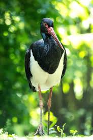 Attēlu rezultāti vaicājumam “Ciconia nigra adult”