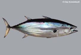 Image result for Katsuwonus pelamis