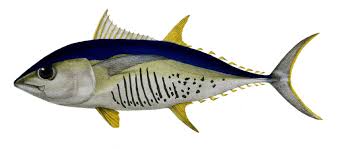 Image result for Thunnus alalunga