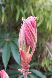 Attēlu rezultāti vaicājumam “Aesculus x neglecta flower”