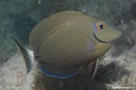 Image result for Acanthurus bahianus