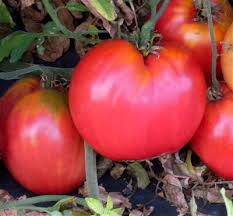 Afbeeldingsresultaat voor butter and bull heart tomato
