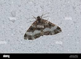 Attēlu rezultāti vaicājumam “Euphyia unangulata”