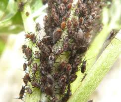 Attēlu rezultāti vaicājumam “Macrosiphoniella absinthii”