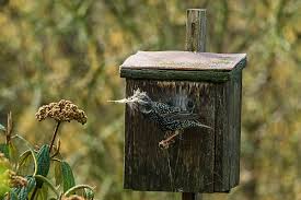 Attēlu rezultāti vaicājumam “Sturnus vulgaris nest”