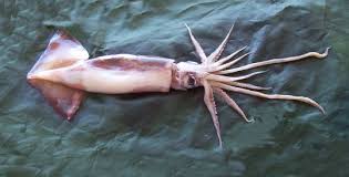 Image result for Dosidicus gigas