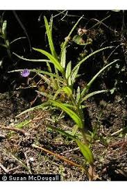 Attēlu rezultāti vaicājumam “Veronica scutellata flower”