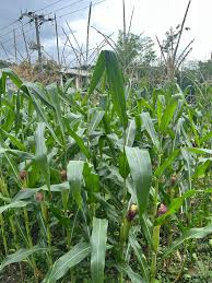 Attēlu rezultāti vaicājumam “Zea mays male flower”
