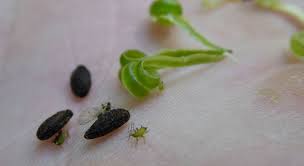 Attēlu rezultāti vaicājumam “Impatiens parviflora fruit”