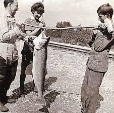 Image result for Salmo dentex