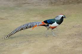 Image result for Chrysolophus amherstiae