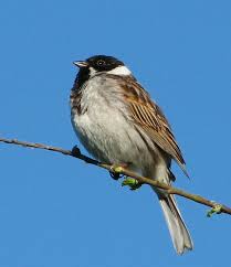 Attēlu rezultāti vaicājumam “Emberiza schoeniclus male”