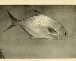 Image result for Trachinotus carolinus