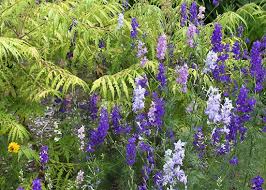 Attēlu rezultāti vaicājumam “Rhus typhina flower”