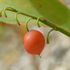 Attēlu rezultāti vaicājumam “Convallaria majalis fruit”