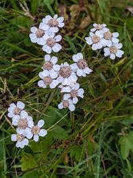 Attēlu rezultāti vaicājumam “Achillea ptarmica leaf”