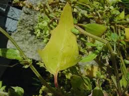 Attēlu rezultāti vaicājumam “Atriplex littoralis leaf”