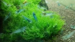 Attēlu rezultāti vaicājumam “Riccardia multifida”