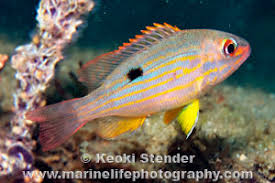 Image result for Lutjanus synagris