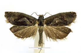 Attēlu rezultāti vaicājumam “Epiblema foenella”