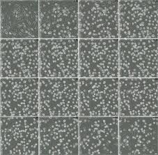 Attēlu rezultāti vaicājumam “Bryum funkii cells”