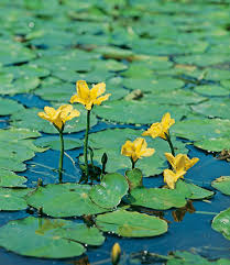 Image result for Seekanne