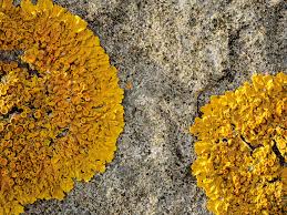 Attēlu rezultāti vaicājumam “Xanthoria parietina”