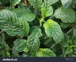 Attēlu rezultāti vaicājumam “Amaranthus retroflexus leaf”