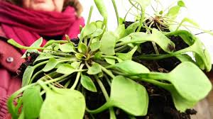 Image result for Neuseeländer Salat