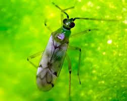 Attēlu rezultāti vaicājumam “Licea pygmaea macro”