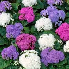Image result for Ageratum mexicanum