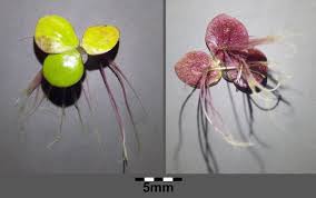 Attēlu rezultāti vaicājumam “Spirodela polyrhiza”