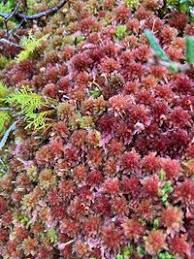 Attēlu rezultāti vaicājumam “Sphagnum capillifolium”