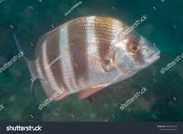 Image result for Diplodus cervinus