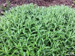 Attēlu rezultāti vaicājumam “Anaphalis margaritacea leaf”