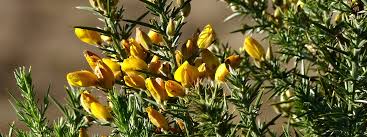 Attēlu rezultāti vaicājumam “Hordelymus europaeus leaf”