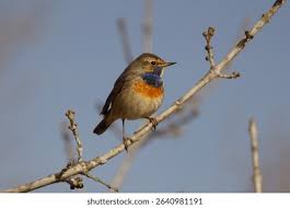 Attēlu rezultāti vaicājumam “Luscinia svecica”