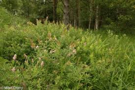 Attēlu rezultāti vaicājumam “Spiraea salicifolia”