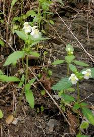 Image result for Galeopsis segetum