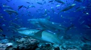 Image result for Carcharhinus galapagensis