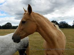 Attēlu rezultāti vaicājumam “Equus ferus caballus”
