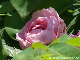 Image result for Rosengewächse