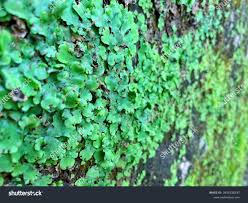 Attēlu rezultāti vaicājumam “Conocephalum”