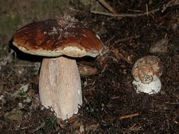 Attēlu rezultāti vaicājumam “Boletus edulis”