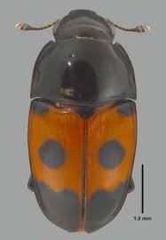 Attēlu rezultāti vaicājumam “Glischrochilus quadripunctatus imago”