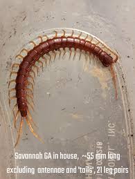 Attēlu rezultāti vaicājumam “Lithobius forficatus”