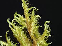 Attēlu rezultāti vaicājumam “Drepanocladus aduncus”