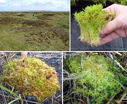 Attēlu rezultāti vaicājumam “Sphagnum centrale”